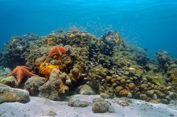 Naklejka na ściany i meble Underwater Caribbean coral reef and shoal of fish