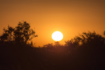 Obraz premium tree at sunset