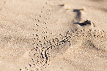 footprints in the sand lizard