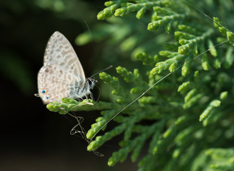 Papillon gris tacheté 