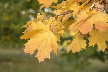 Autumn maple leaves