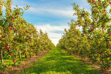 Naklejka premium Rows of red apple trees