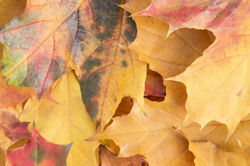 Autumn maple leaves background