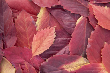 Autumn leaves background