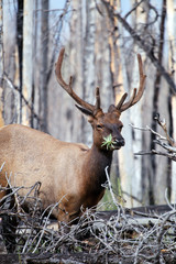 Closeup of an wild elk (wapiti) with antlers