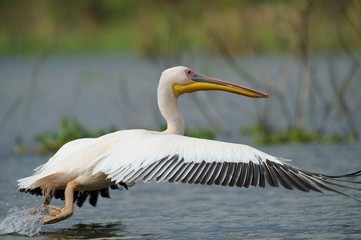 Pellicano bianco