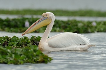 Pellicano bianco