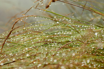Water drops on grass and plants