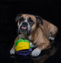 English bulldog posing with his toy
