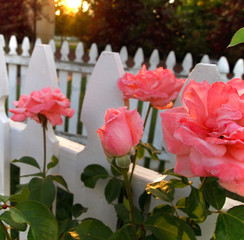 Pink Rosebud With Picket Fence