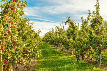 Fototapeta na wymiar Rows of red apple trees