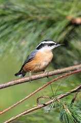Red-breasted Nuthatch On A Perch