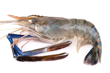 Giant freshwater prawn, Fresh shrimp isolate on white background
