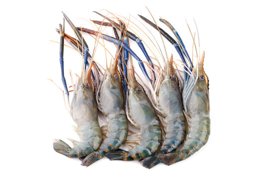 Giant freshwater prawn, Fresh shrimp isolate on white background
