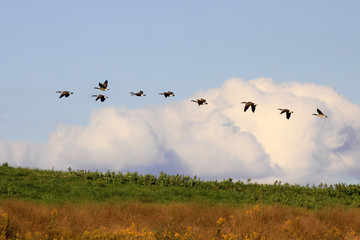 Canadian Geese in Flight