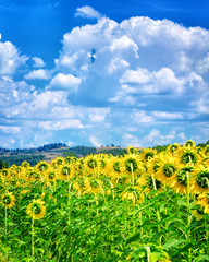 Beautiful sunflowers field