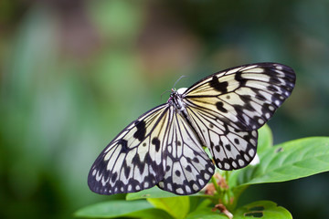 Obraz na płótnie Canvas Butterfly on flower