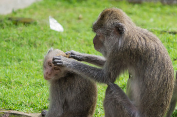 Family of monkeys of macaques in forest park