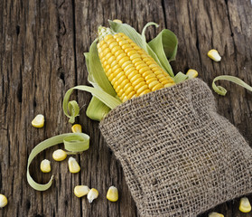 Grains of corn on a cob and sack