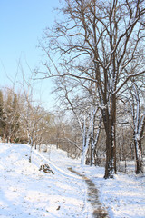 Fototapeta na wymiar Winter in the forest
