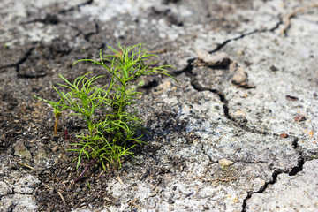 Tree on crack ground