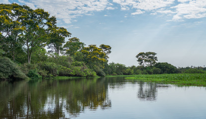 Obraz premium Brazilian Panantal and river