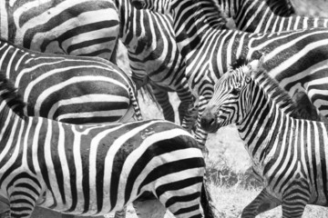 Fototapeta na wymiar Close up of running zebras in Africa