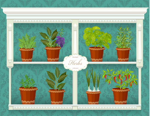 shelfs with collection of herbs in a flowerpots at market