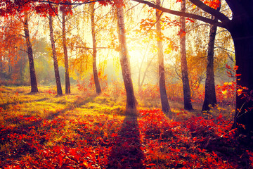 Autumn. Fall. Autumnal trees in sun rays - obrazy, fototapety, plakaty