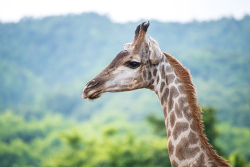 Giraffe the tallest animal. The giraffe (Giraffa) is a genus of African even-toed ungulate mammals, the tallest living terrestrial animals and the largest ruminants.