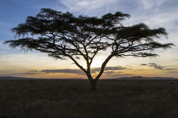Naklejka na ściany i meble African tree in beautiful sunset