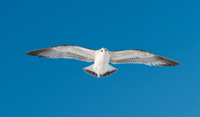 one white bird flies on sky