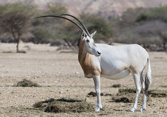 Sahara scimitar Oryx (Oryx leucoryx) in nature reserve