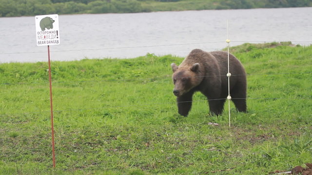 Gently brown bear.