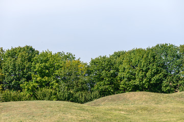 Floral background with a autumn sky