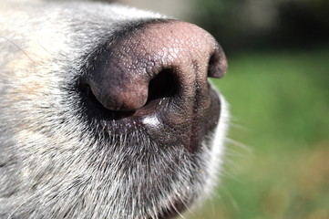 Dog wet nose, close-up shot of a dog's nose