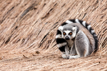 Ring-tailed lemur