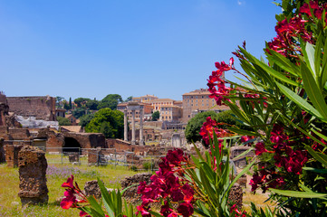 Forum Romanum with flowers