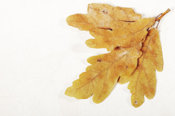 Naklejka premium Oak branches