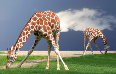 Giraffes bending - obrazy, fototapety, plakaty