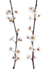 Spring cherry blossom,Closeup.