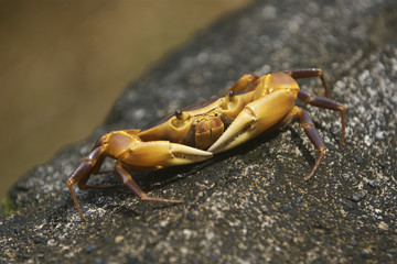 Crab Grenada Carribean 01