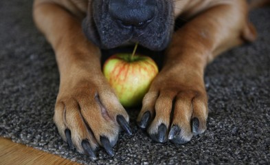 apple in paws