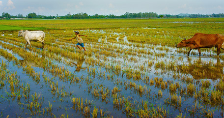 Asian child labor tend cow, Vietnam rice plantation