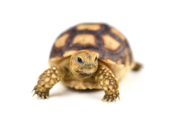 Naklejka premium turtle on white background