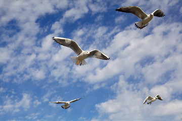Seagull on blue sky