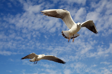 Fototapeta na wymiar Seagull on blue sky