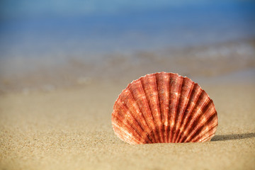 Seashell on the sand beach