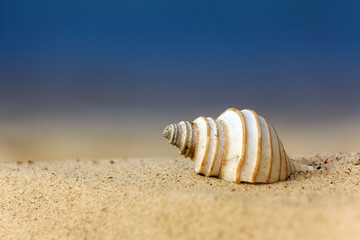 Fototapeta na wymiar Seashell on the sand beach