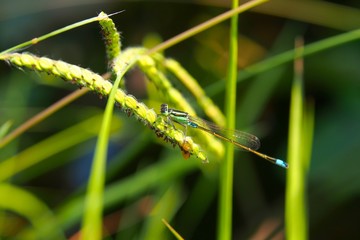 草にとまるイトトンボ